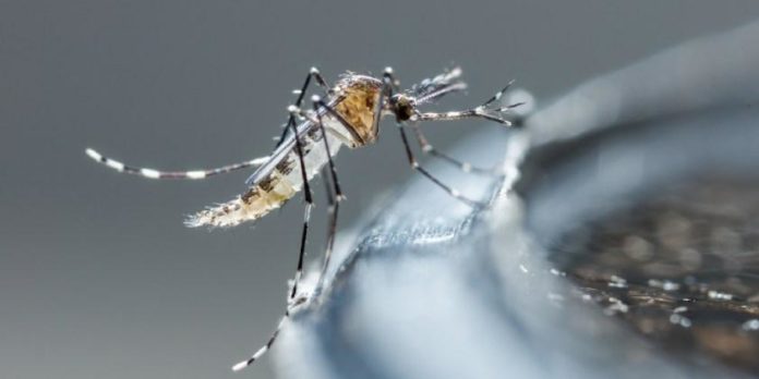 dengue