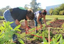 Huerta en casa: nuevas capacitaciones y entrega de semillas