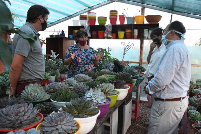 cactus crasas
