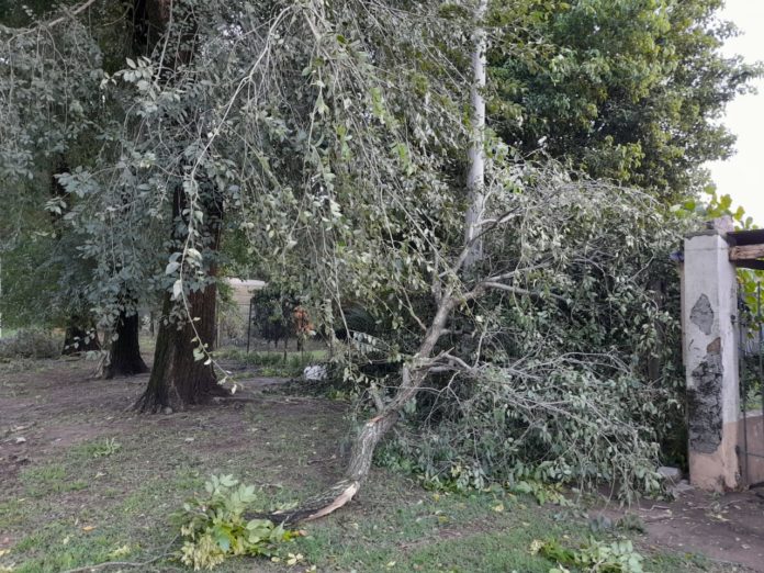 temporal daños ces