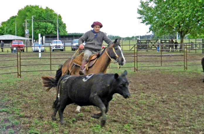 caballos1