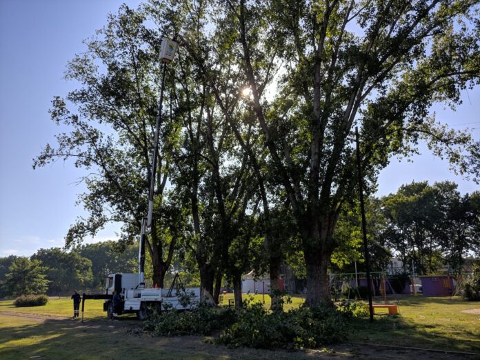 arbol plaza italia