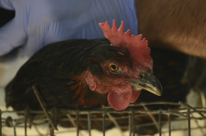 gripe-aviar
