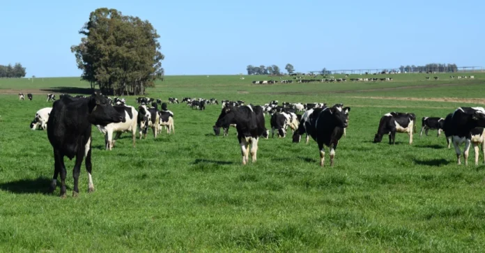 vacas campo