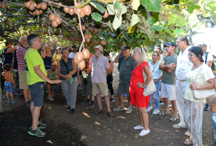 kiwis4