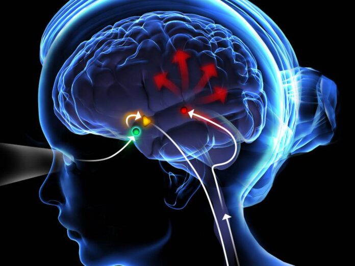 cerebro