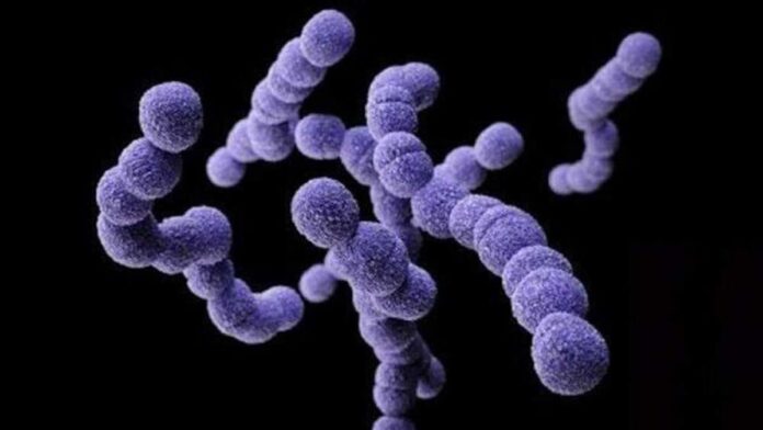 bacteria