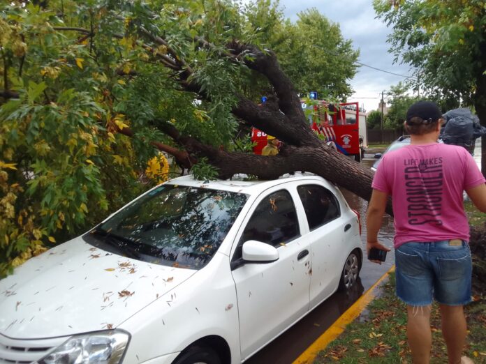 auto arbol