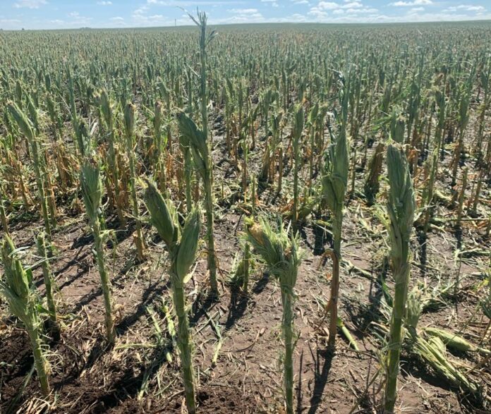 emergencia agropecuaria