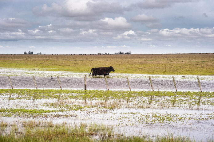 inundaciones-campo