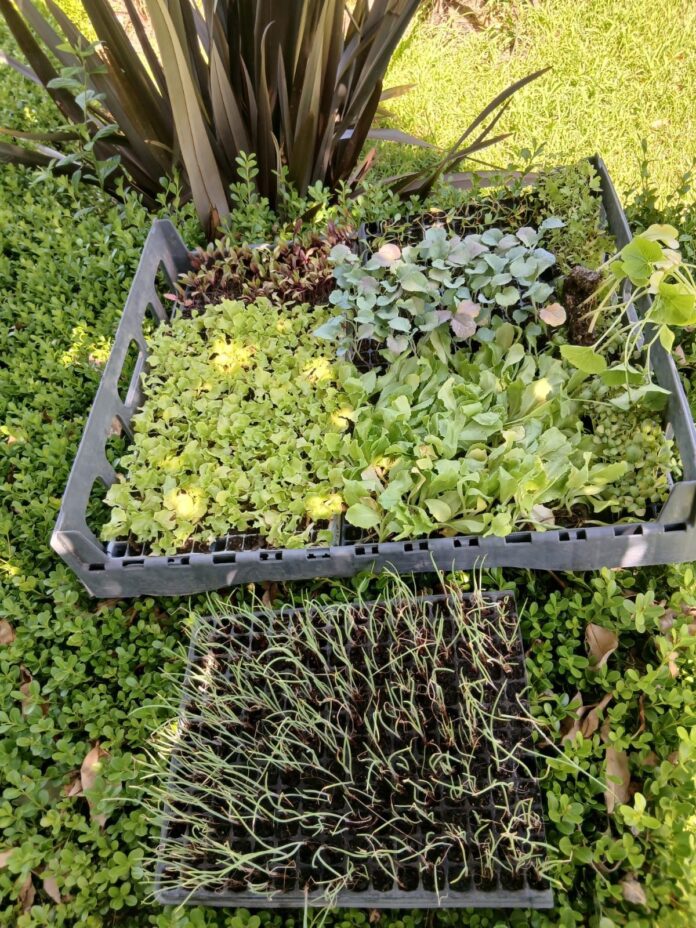 plantines