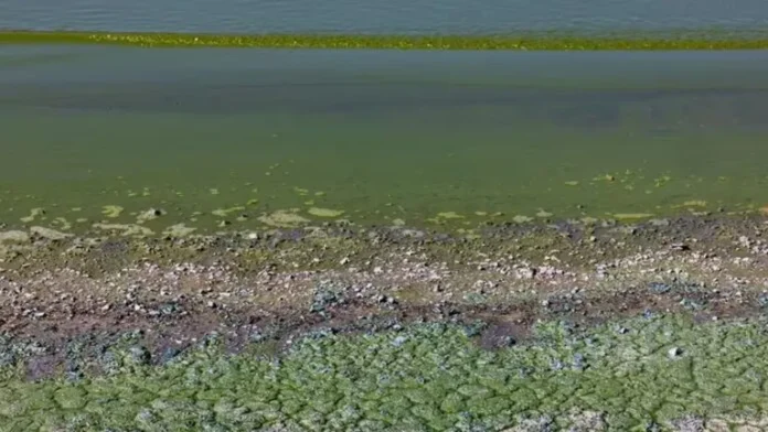 alerta-cianobacterias