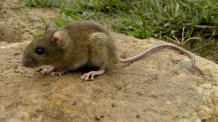 raton-hantavirus