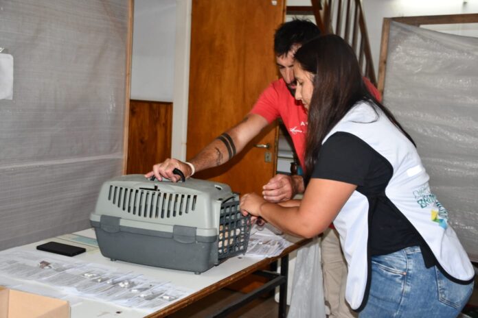 castración