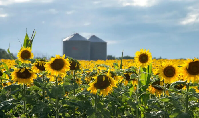girasol