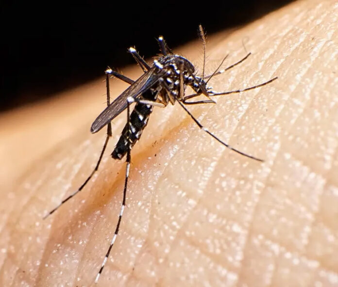 chikungunya