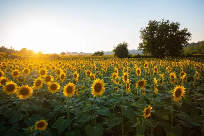 girasol cosecha