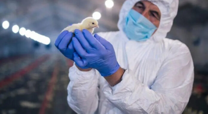 influenza aviar