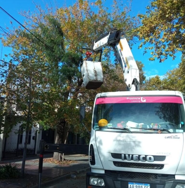 Arbolado urbano: Tareas de poda y protección de especies sensibles