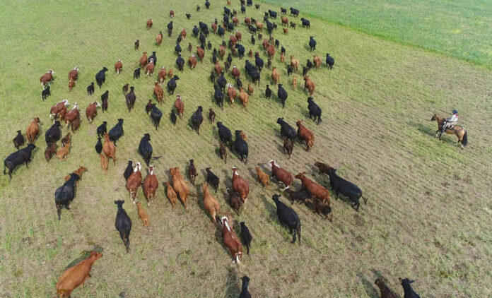 vacas