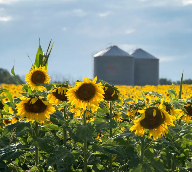 girasol campo