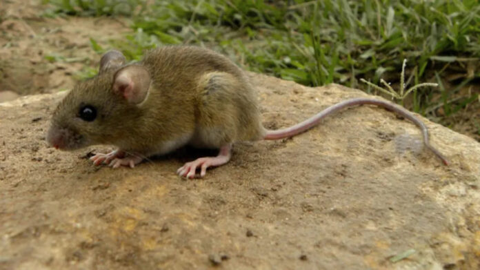 hantavirus