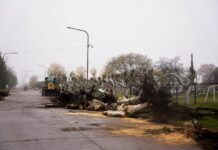 Ampliación de la Avenida 1: realizaron tareas de despeje en la Plaza San Martín