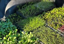 El Municipio roqueperense entrega plantines a instituciones locales