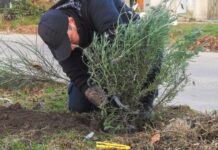 Tareas de forestación y mantenimiento en las ramblas del Barrio Falucho