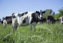 La producción de leche crece, pero cada vez hay menos tambos