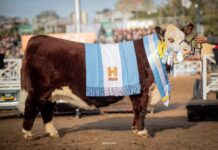 Palermo: Cabaña Santa Rita consagró a la Gran Campeona de la Raza Hereford