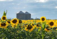 Proyectan 3 millones de hectáreas de girasol para la campaña 2026/27