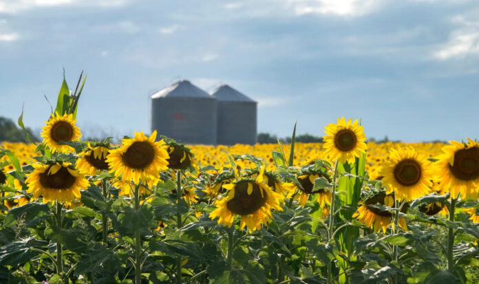 girasol