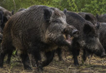 La “invasión biológica” que genera pérdidas millonarias en el campo: la amenaza del jabalí