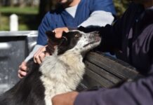 Bromatología informó el balance de sanidad animal correspondiente a junio