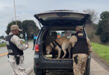 Operativos de prevención: incorporan a perro detector de sustancias ilícitas