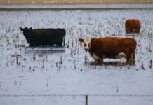 El plan que impulsa el Gobierno bonaerense ante los estragos que podría causar El Niño