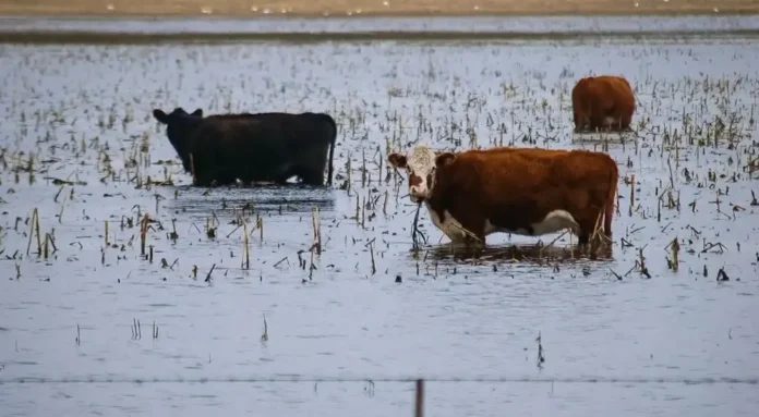 campo-inundado