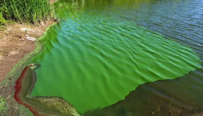 cianobacterias-lagunas