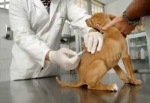 Veterinarios suspenden sistema de guardias rotativas
