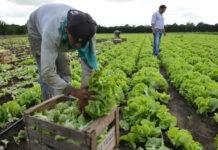 La provincia de Buenos Aires volverá a realizar un Censo Hortiflorícola después de 20 años