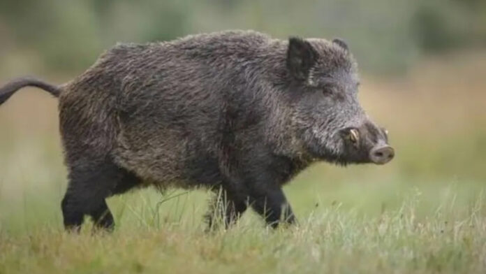 jabali europeo