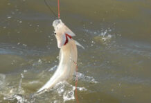 Comienza la veda de la pesca de pejerrey en la Provincia