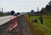 Buscan que se puedan sembrar 50.000 hectáreas al costado de rutas nacionales