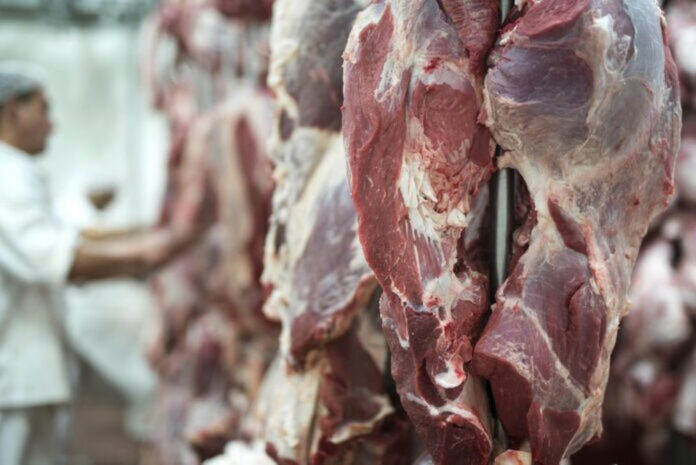 carne 5