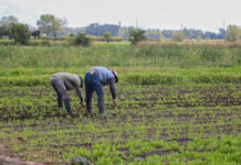La UATRE dijo que están en riesgo 120.000 puestos de trabajo rural
