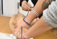 Inician nueva campaña de castraciones y vacunación antirrábica en los barrios