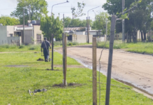 Forestación urbana: plantaron 15 ejemplares de espina de bañado en el CURS