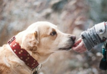 Crearon registro de custodios y adoptantes para animales rescatados por maltrato