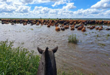 Crecida del Paraná: productores de San Nicolás, Ramallo y San Pedro evacuan ganado hacia zonas más altas
